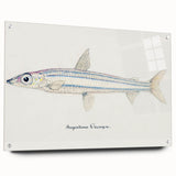 Realism Art Print of Argentina Elongata - Vintage Marine Life Illustration