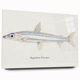 Realism Art Print of Argentina Elongata - Vintage Marine Life Illustration