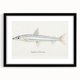 Realism Art Print of Argentina Elongata - Vintage Marine Life Illustration