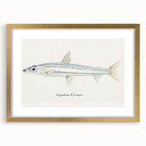 Realism Art Print of Argentina Elongata - Vintage Marine Life Illustration