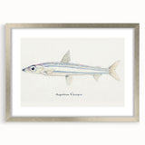 Realism Art Print of Argentina Elongata - Vintage Marine Life Illustration