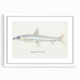 Realism Art Print of Argentina Elongata - Vintage Marine Life Illustration