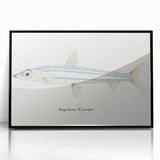 Realism Art Print of Argentina Elongata - Vintage Marine Life Illustration