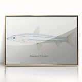 Realism Art Print of Argentina Elongata - Vintage Marine Life Illustration