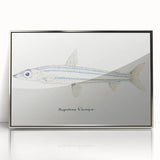 Realism Art Print of Argentina Elongata - Vintage Marine Life Illustration