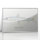 Realism Art Print of Argentina Elongata - Vintage Marine Life Illustration