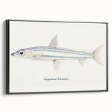 Realism Art Print of Argentina Elongata - Vintage Marine Life Illustration