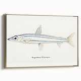 Realism Art Print of Argentina Elongata - Vintage Marine Life Illustration