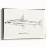 Realism Art Print of Argentina Elongata - Vintage Marine Life Illustration