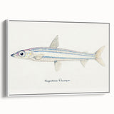 Realism Art Print of Argentina Elongata - Vintage Marine Life Illustration