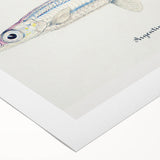 Realism Art Print of Argentina Elongata - Vintage Marine Life Illustration