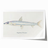 Realism Art Print of Argentina Elongata - Vintage Marine Life Illustration