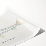 Realism Art Print of Argentina Elongata - Vintage Marine Life Illustration