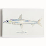 Realism Art Print of Argentina Elongata - Vintage Marine Life Illustration