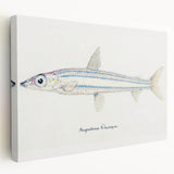 Realism Art Print of Argentina Elongata - Vintage Marine Life Illustration