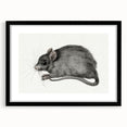 Romanticism Art - Study of a Mouse - Classic Romantic Animal Print