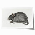 Romanticism Art - Study of a Mouse - Classic Romantic Animal Print