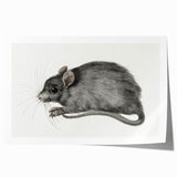 Romanticism Art - Study of a Mouse - Classic Romantic Animal Print