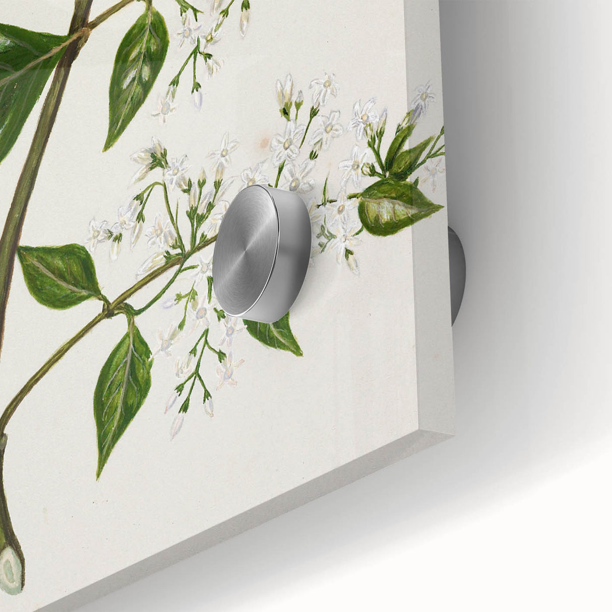 Realism Art Prints - Antique Botanical Plant Realistic Wall Art Canvas