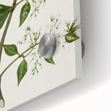 Realism Art Prints - Antique Botanical Plant Realistic Wall Art Canvas