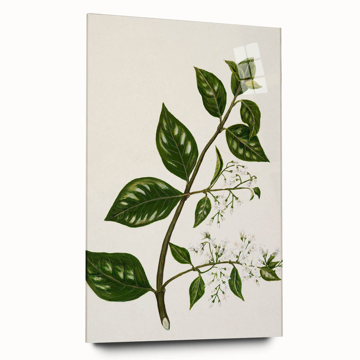 Realism Art Prints - Antique Botanical Plant Realistic Wall Art Canvas