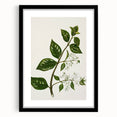 Realism Art Prints - Antique Botanical Plant Realistic Wall Art Canvas