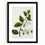Realism Art Prints - Antique Botanical Plant Realistic Wall Art Canvas