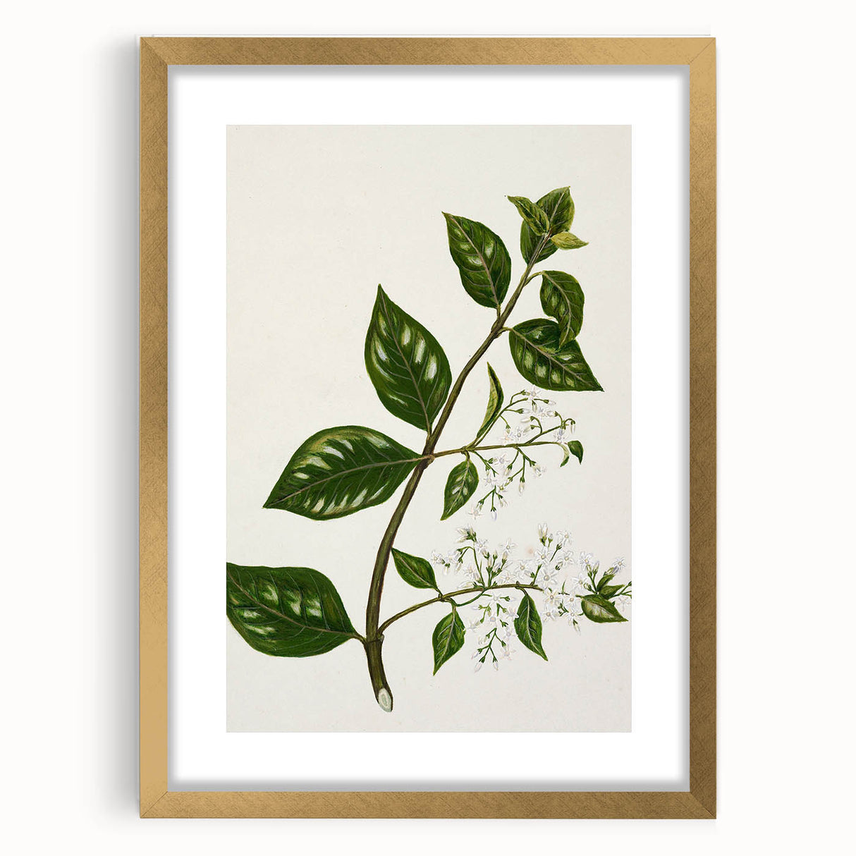 Realism Art Prints - Antique Botanical Plant Realistic Wall Art Canvas