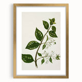 Realism Art Prints - Antique Botanical Plant Realistic Wall Art Canvas