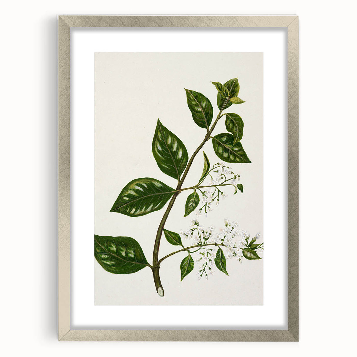 Realism Art Prints - Antique Botanical Plant Realistic Wall Art Canvas