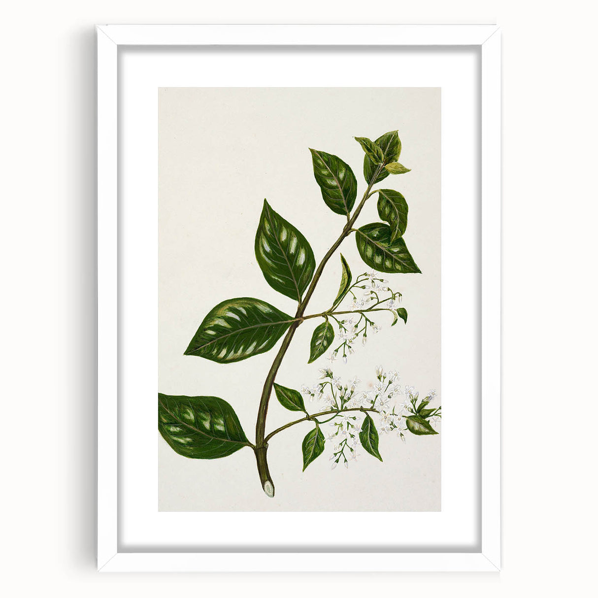 Realism Art Prints - Antique Botanical Plant Realistic Wall Art Canvas