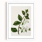Realism Art Prints - Antique Botanical Plant Realistic Wall Art Canvas