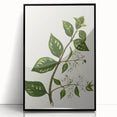 Realism Art Prints - Antique Botanical Plant Realistic Wall Art Canvas