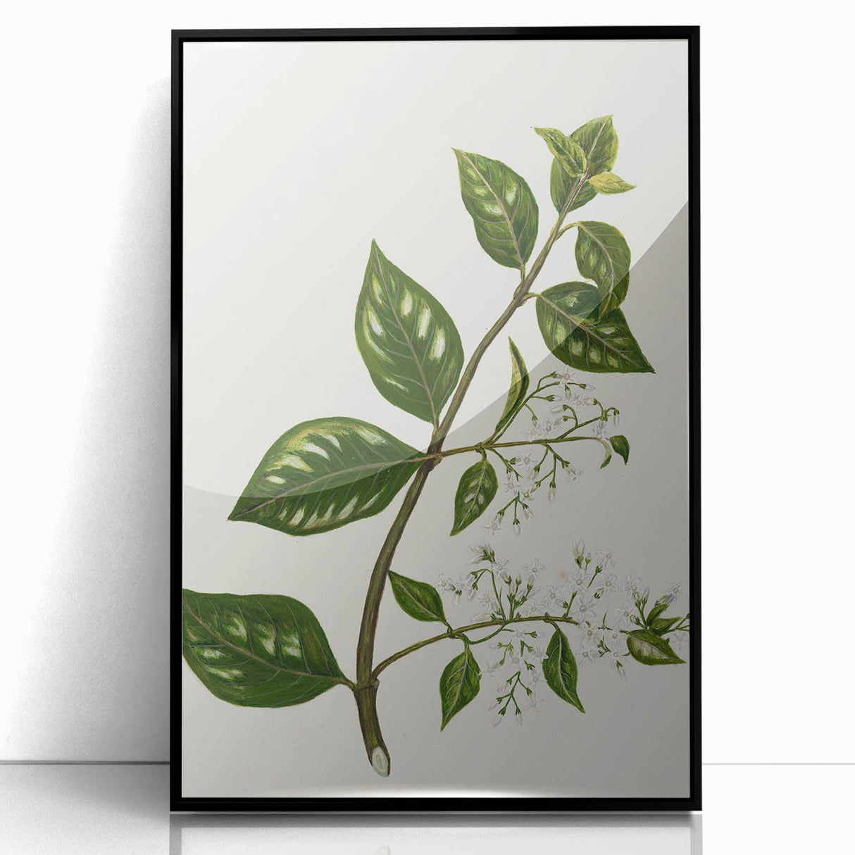Realism Art Prints - Antique Botanical Plant Realistic Wall Art Canvas