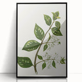 Realism Art Prints - Antique Botanical Plant Realistic Wall Art Canvas