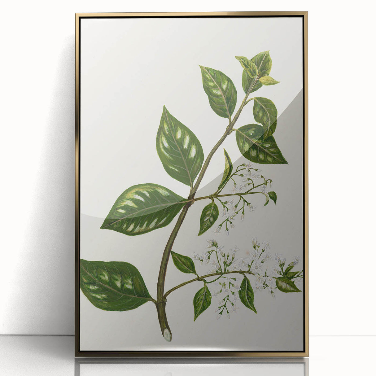 Realism Art Prints - Antique Botanical Plant Realistic Wall Art Canvas
