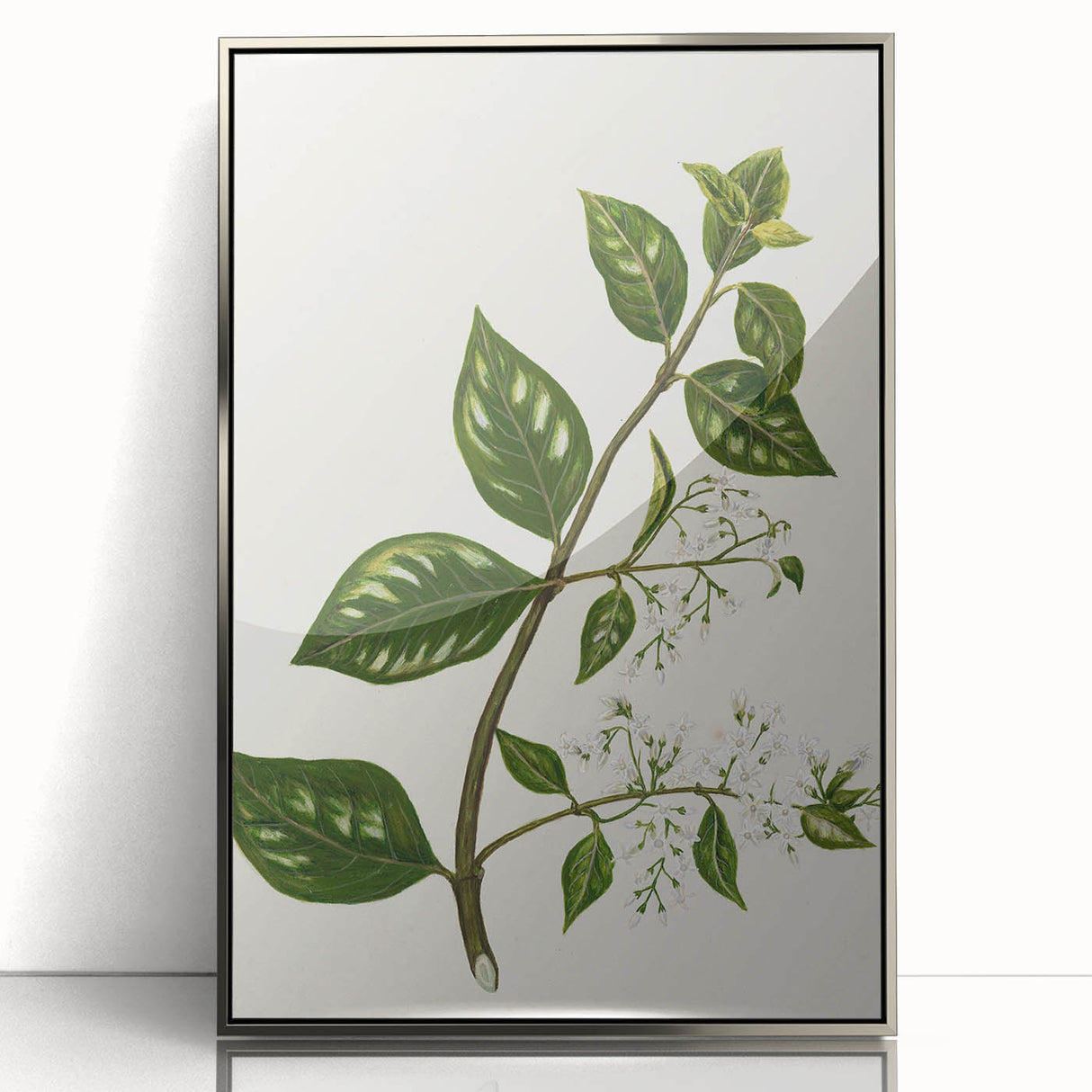 Realism Art Prints - Antique Botanical Plant Realistic Wall Art Canvas