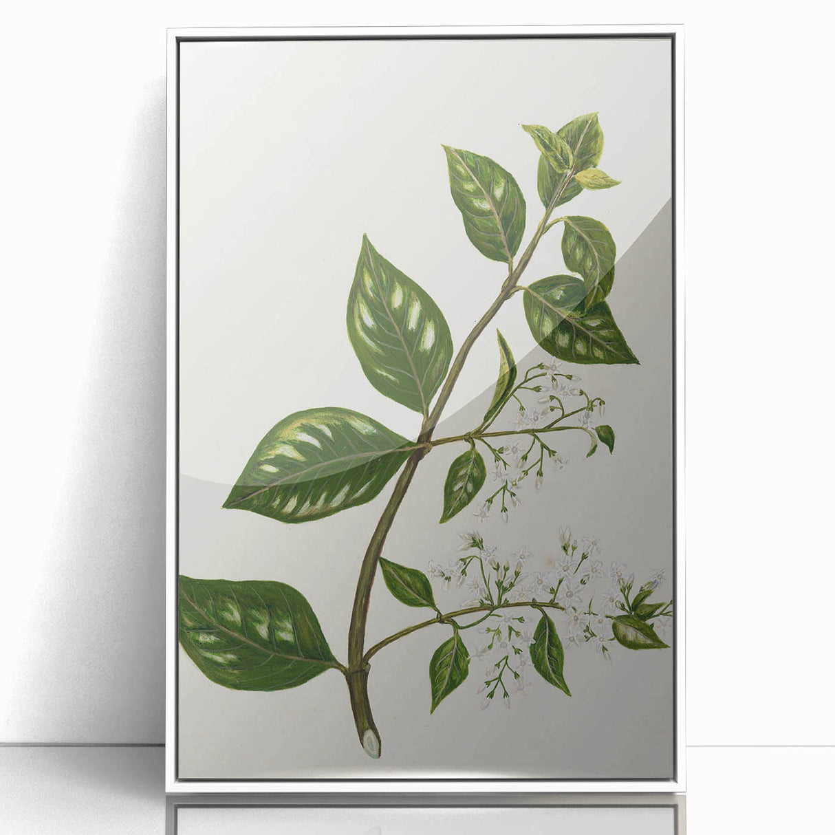 Realism Art Prints - Antique Botanical Plant Realistic Wall Art Canvas