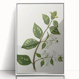 Realism Art Prints - Antique Botanical Plant Realistic Wall Art Canvas
