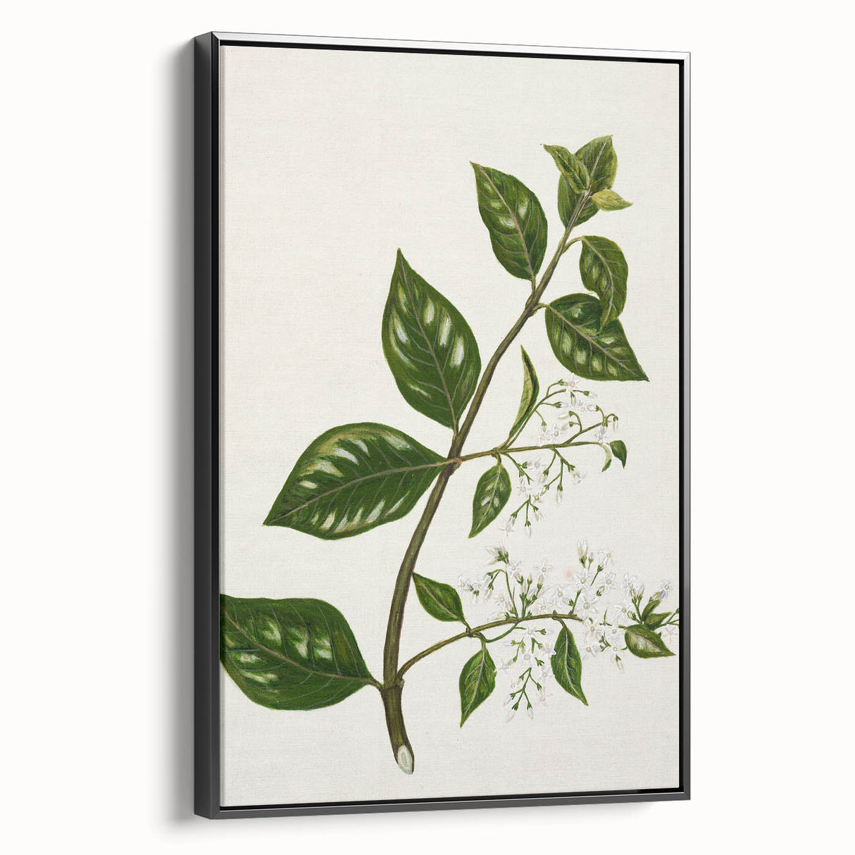Realism Art Prints - Antique Botanical Plant Realistic Wall Art Canvas