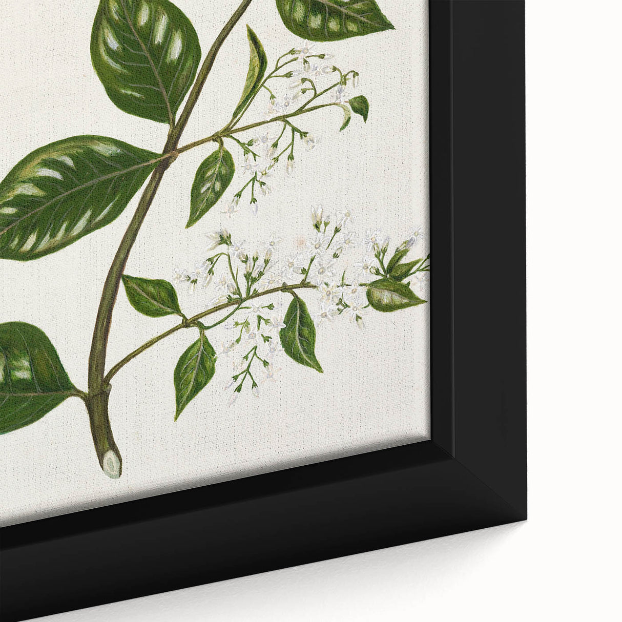 Realism Art Prints - Antique Botanical Plant Realistic Wall Art Canvas