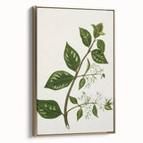 Realism Art Prints - Antique Botanical Plant Realistic Wall Art Canvas