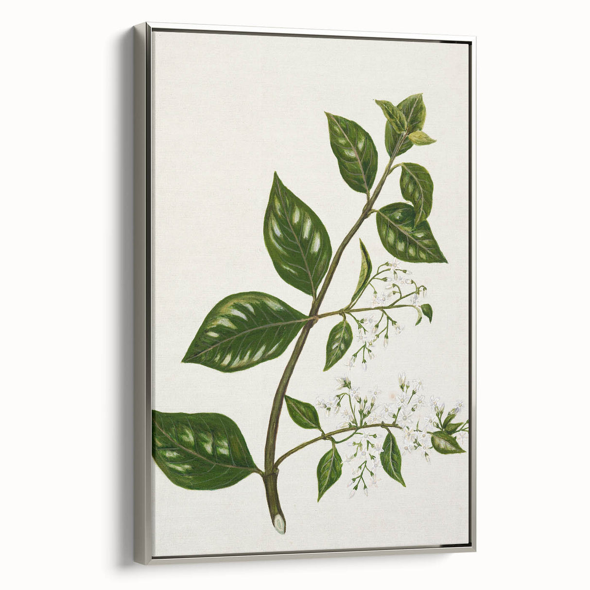 Realism Art Prints - Antique Botanical Plant Realistic Wall Art Canvas