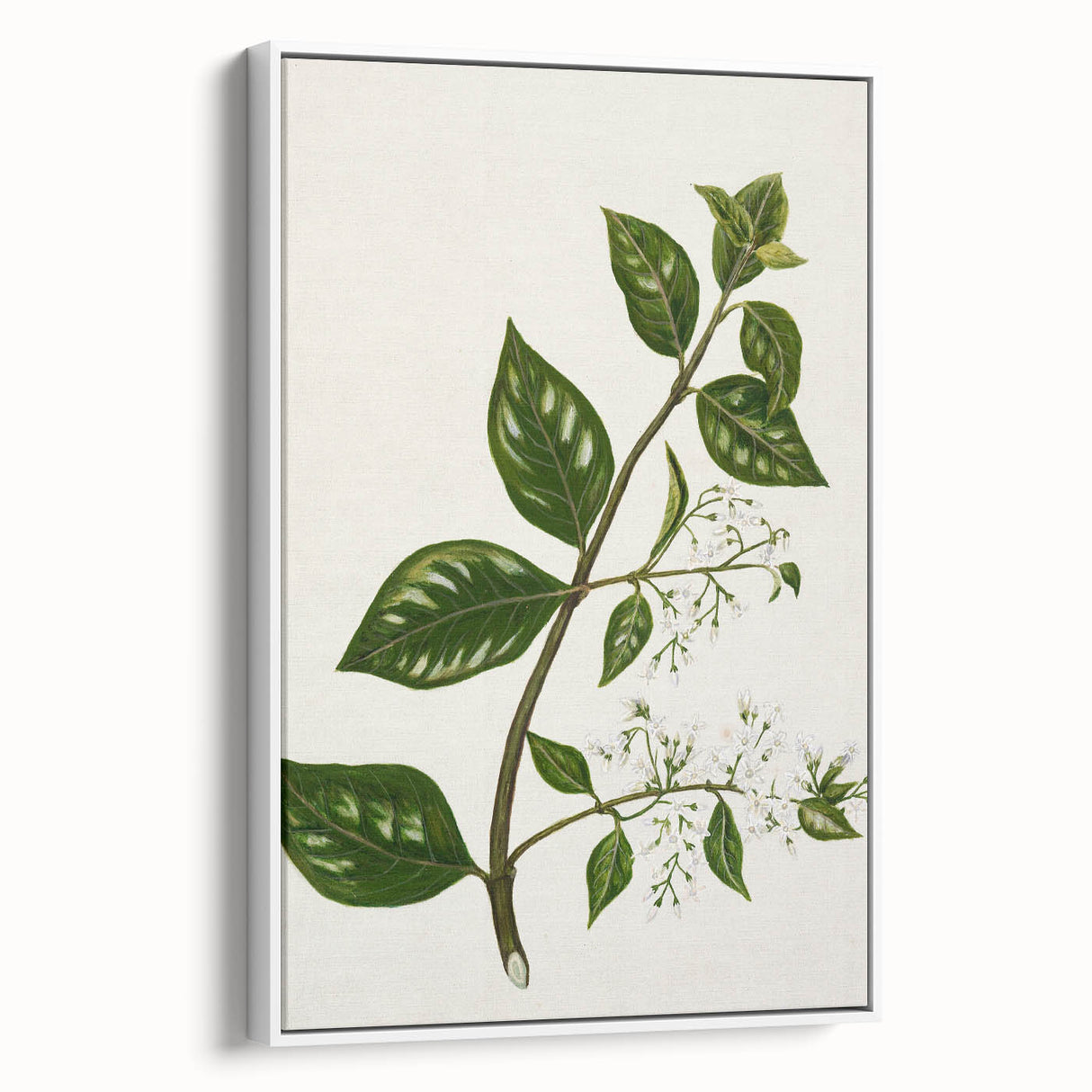 Realism Art Prints - Antique Botanical Plant Realistic Wall Art Canvas