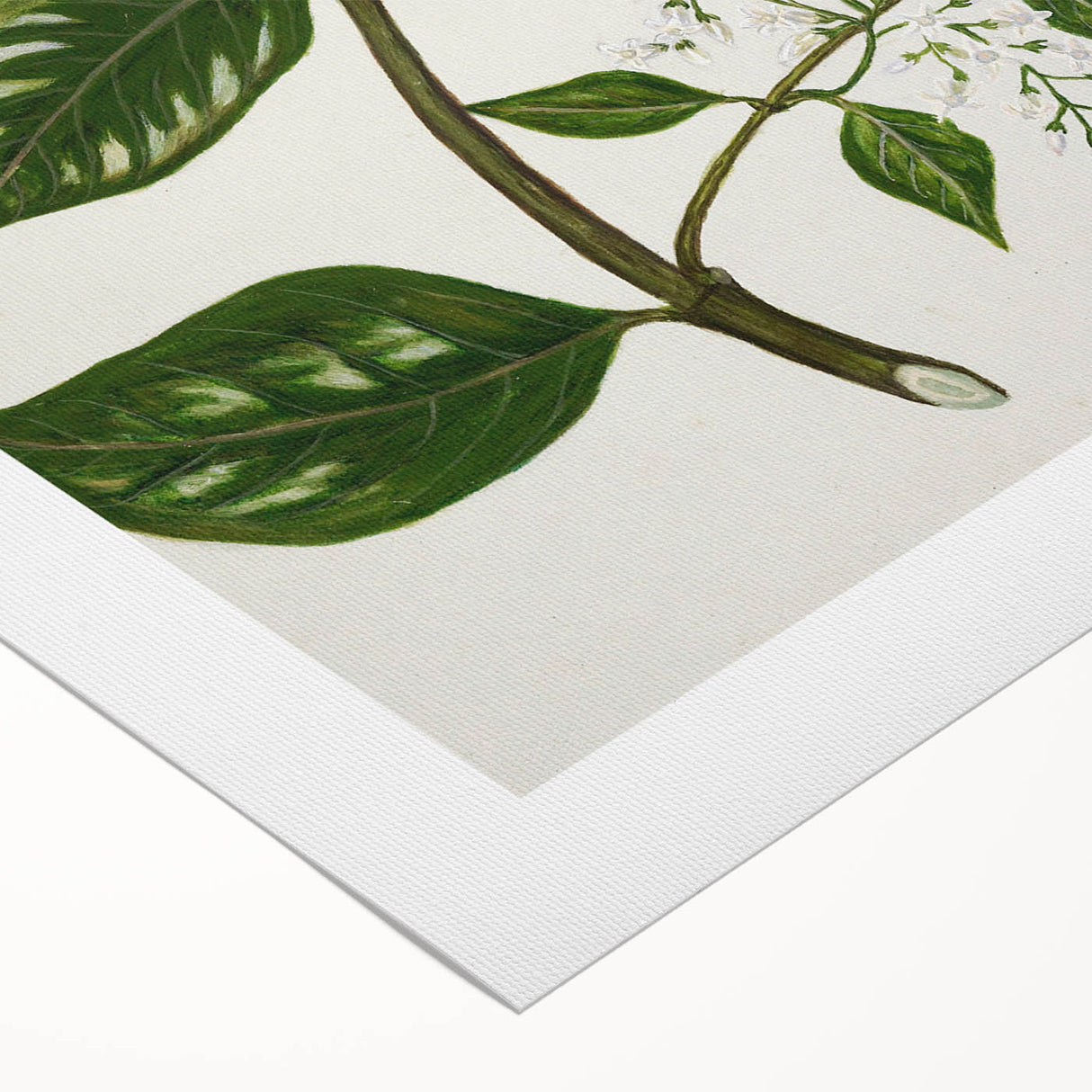 Realism Art Prints - Antique Botanical Plant Realistic Wall Art Canvas