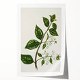 Realism Art Prints - Antique Botanical Plant Realistic Wall Art Canvas