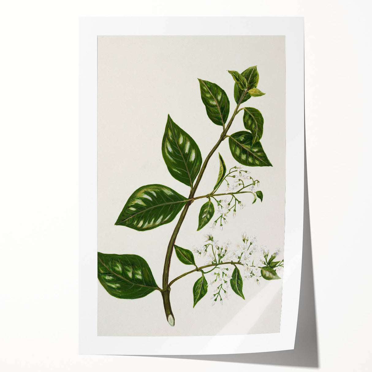 Realism Art Prints - Antique Botanical Plant Realistic Wall Art Canvas