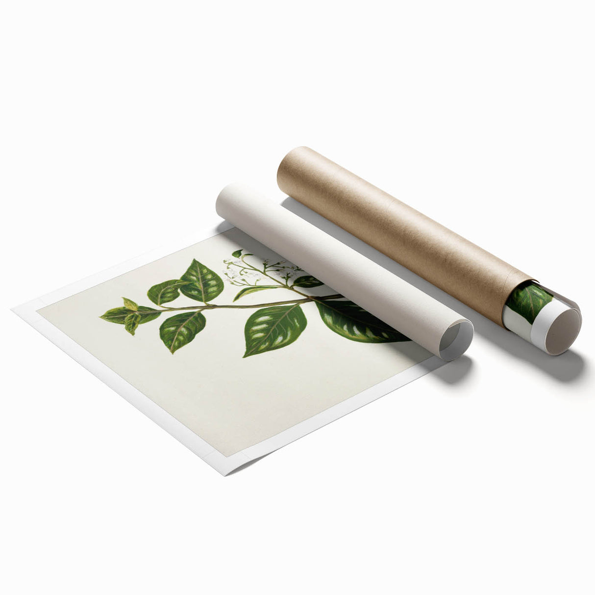 Realism Art Prints - Antique Botanical Plant Realistic Wall Art Canvas