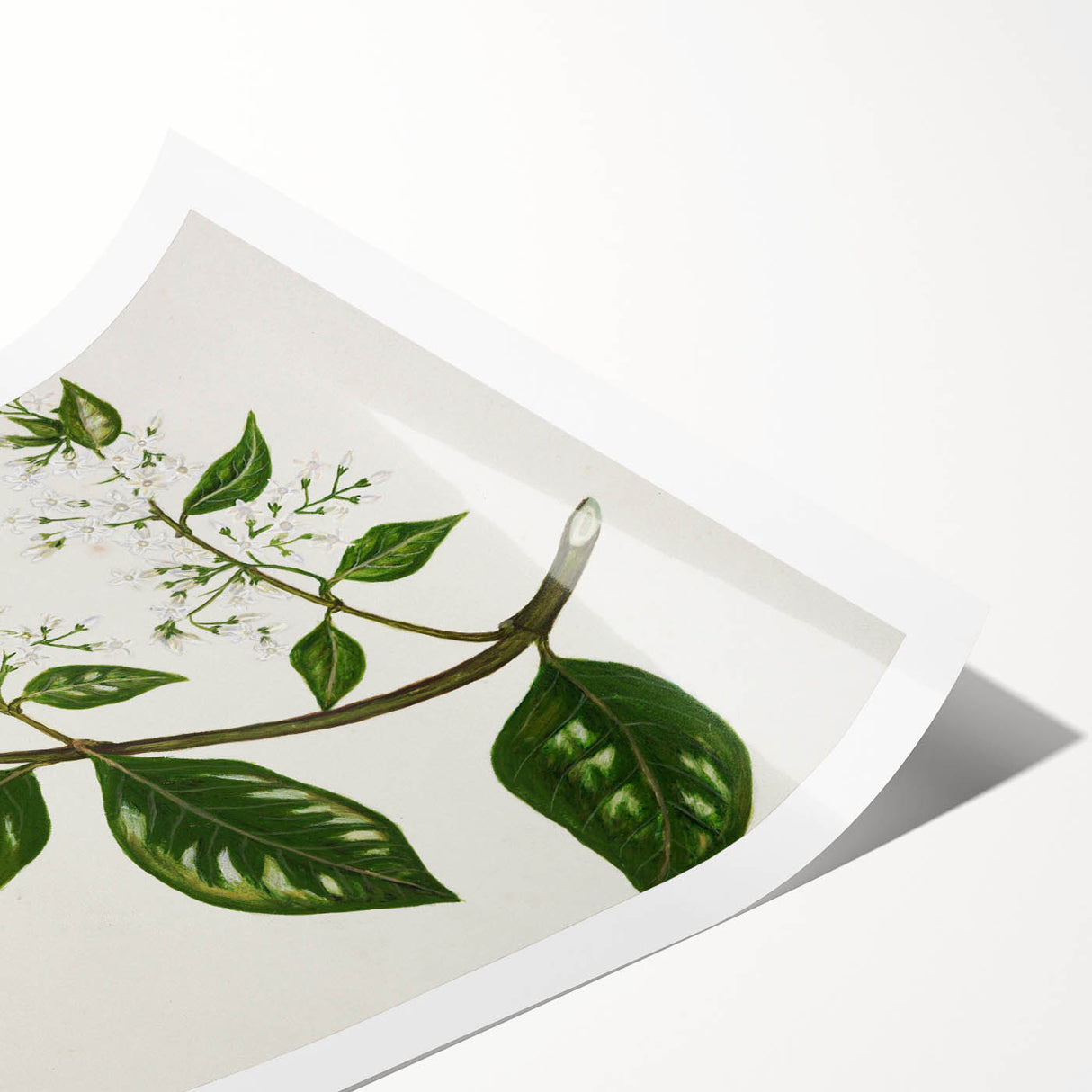 Realism Art Prints - Antique Botanical Plant Realistic Wall Art Canvas