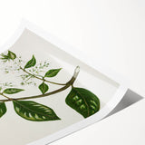 Realism Art Prints - Antique Botanical Plant Realistic Wall Art Canvas